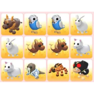 BUNDLE PET X12