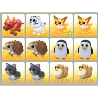 BUNDLE PET X12