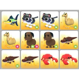 BUNDLE PET X12