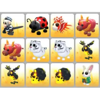 BUNDLE PET X12