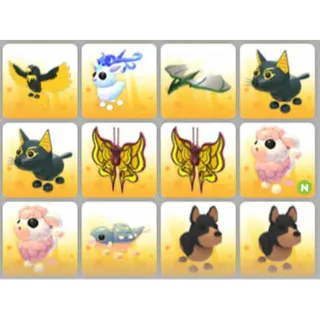 BUNDLE PET X12