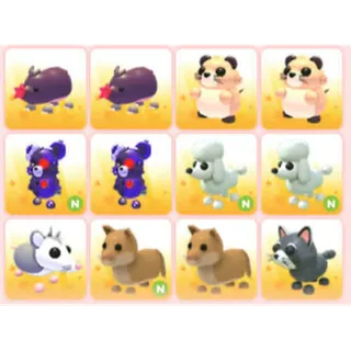 BUNDLE PET X12