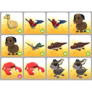 BUNDLE PET X12