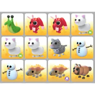 BUNDLE PET X12