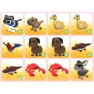 BUNDLE PET X12