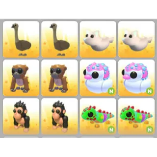 BUNDLE PET X12