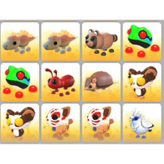 BUNDLE PET X12