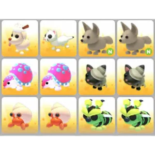 BUNDLE PET X12