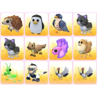 BUNDLE PET X12