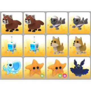 BUNDLE PET X12