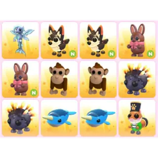 BUNDLE PET X12