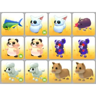 BUNDLE PET X12