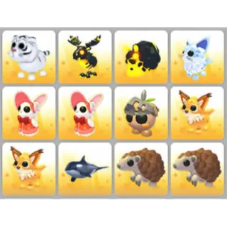 BUNDLE PET X12