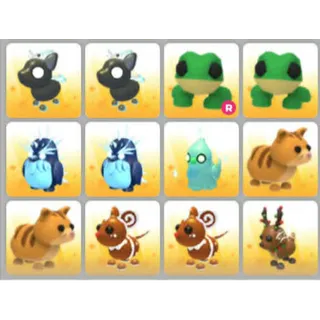 BUNDLE PET X12