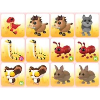 BUNDLE PET X12