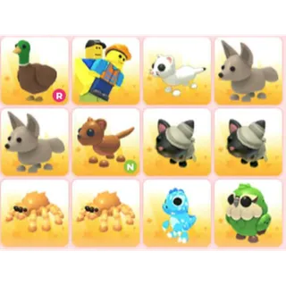 BUNDLE PET X12