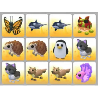 BUNDLE PET X12