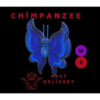 BLUE BUTTERFLY MR