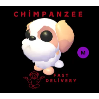 SHIH TZU MEGA