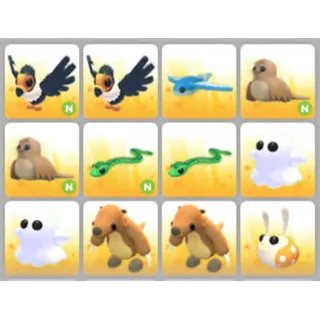 BUNDLE PET X12