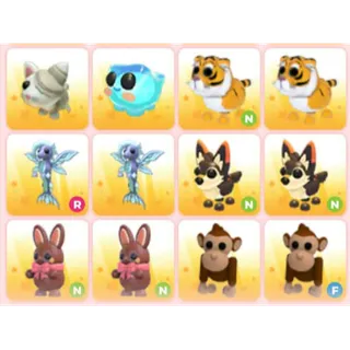 BUNDLE PET X12
