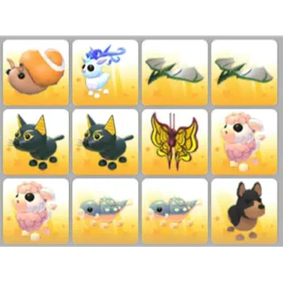 BUNDLE PET X12