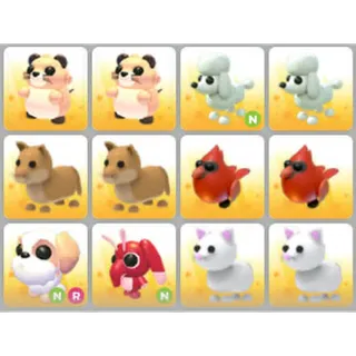 BUNDLE PET X12