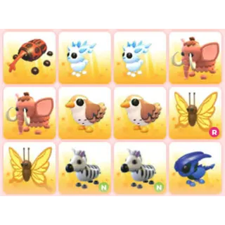 BUNDLE PET X12
