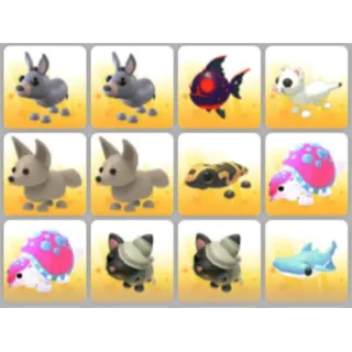 BUNDLE PET X12