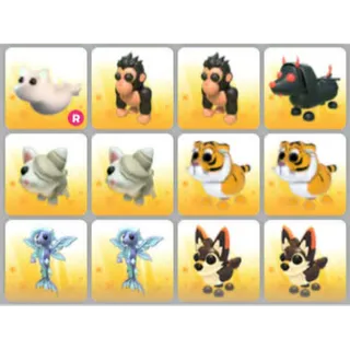 BUNDLE PET X12