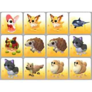 BUNDLE PET X12