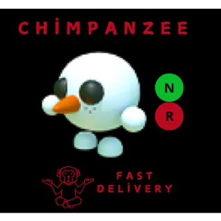 snowball pet NR