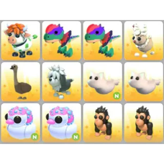 BUNDLE PET X12
