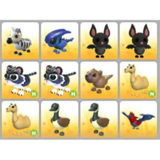 BUNDLE PET X12