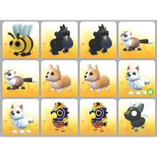 BUNDLE PET X12