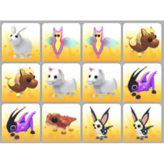 BUNDLE PET X12