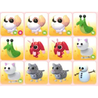 BUNDLE PET X12