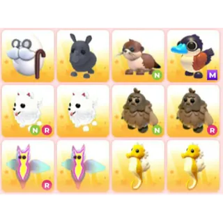BUNDLE PET X12