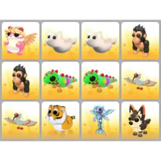 BUNDLE PET X12