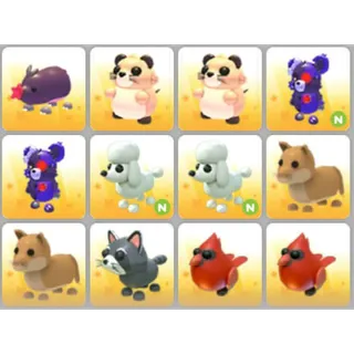 BUNDLE PET X12