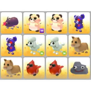 BUNDLE PET X12