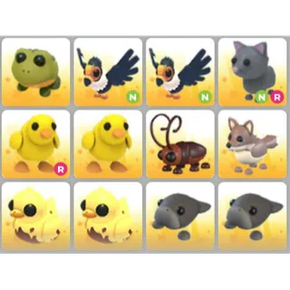 BUNDLE PET X12