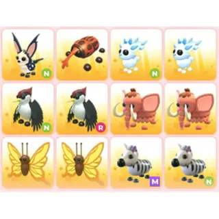 BUNDLE PET X12