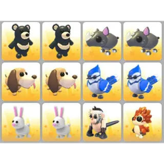 BUNDLE PET X12