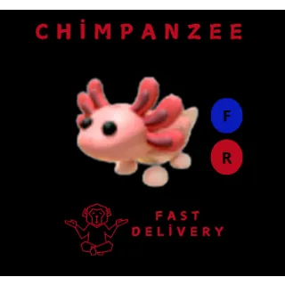 AXOLOTL FR
