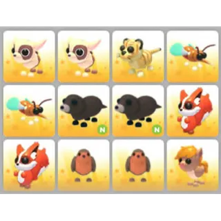 BUNDLE PET X12