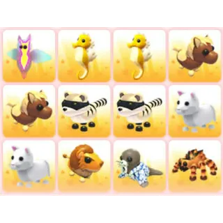 BUNDLE PET X12
