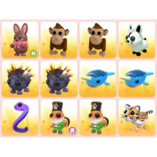 BUNDLE PET X12