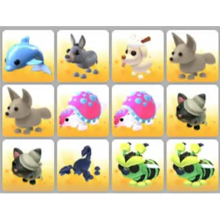 BUNDLE PET X12