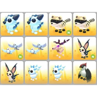 BUNDLE PET X12